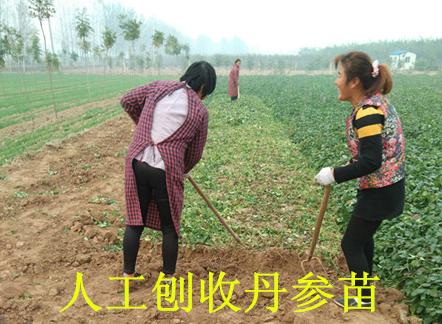 丹参育苗基地