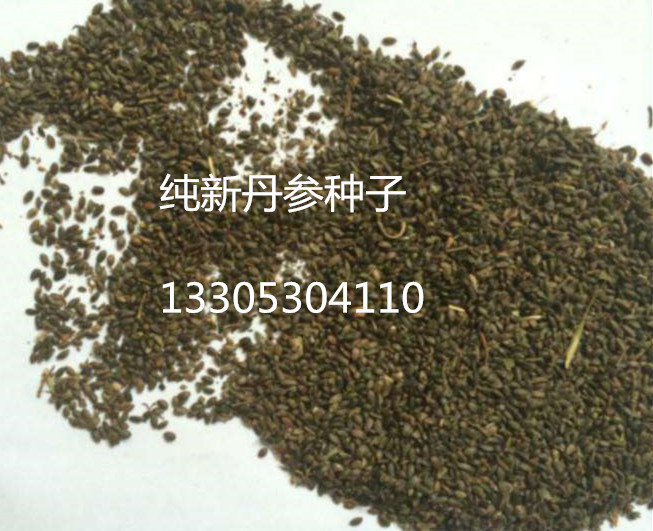 选育优良丹参种子